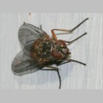 Phaonia sp - Echte Fliege w04a.jpg